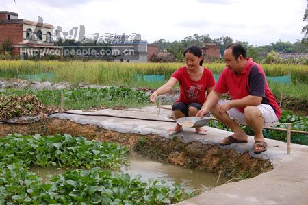 破解人工繁殖難題明達鎮(zhèn)農(nóng)民建成泥鰍繁育基地