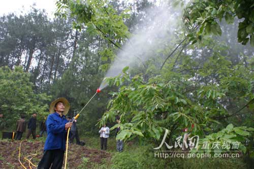 七星鎮(zhèn)：1500畝板栗掛果增倍 預計收益50萬元