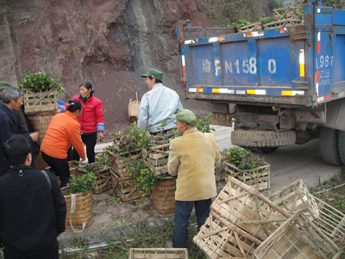 圖為大觀村村民正在領油茶種苗