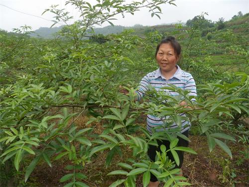 蔭平鎮(zhèn)：貧瘠坡地種花椒 思路一換效益高