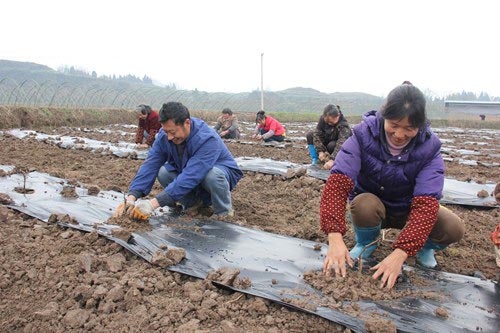 屏錦鎮(zhèn)：打造千萬級葡萄基地