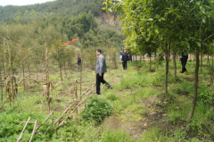 竹山鎮(zhèn)開展禁種鏟毒踏查行動