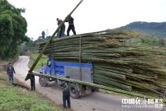 龍勝鄉(xiāng)重視低效竹林改造 村民創(chuàng)收8000元