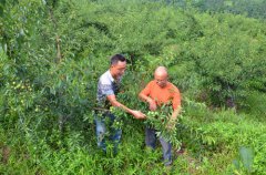 梁平：曲水鎮(zhèn)芬芳果園高山李子初產(chǎn)獲豐收