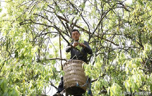 重慶梁平：這種長(zhǎng)在樹上的茶葉，成了村民的“搖錢樹”