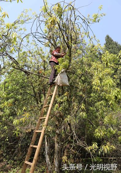 重慶梁平：這種長(zhǎng)在樹上的茶葉，成了村民的“搖錢樹”