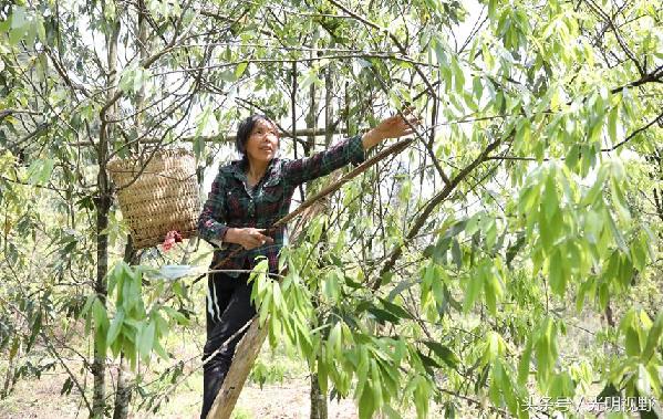 重慶梁平：這種長(zhǎng)在樹上的茶葉，成了村民的“搖錢樹”