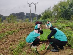 梁平龍勝鄉(xiāng)開展幫助貧困戶農(nóng)業(yè)生產(chǎn)活動