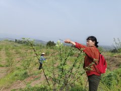 屏錦鎮(zhèn)：花椒種植基地忙管護(hù) 細(xì)心照管待豐收