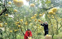 梁平明達鎮(zhèn)濃濃柚香沁人心脾 孕育出冬季的甜蜜