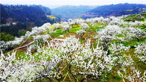 游客在曲水鎮(zhèn)百年李園踏青賞花。肖華 攝